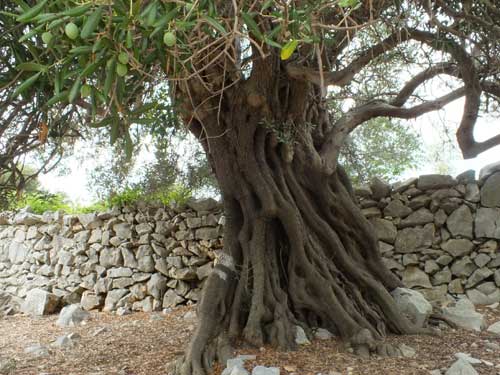 Olivenbaum und Trockenmauer in Lun